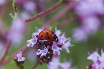Obraz premium Origanum vulgare L., Oregano, wild marjoram, sweet marjoram purple flowers on a green background. Ladybug on oregano flower
