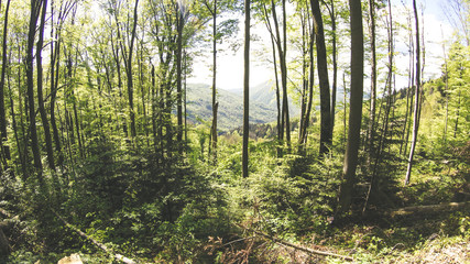 Autumn and spring in the mountains. Ukrainian Carpathian Mountains. Nature. Trees and mountains. Traveling.