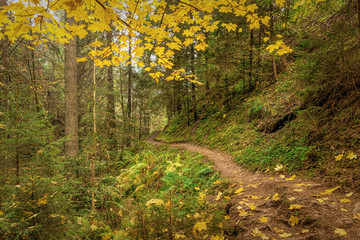 Hiking impression in the Black Forest along the Roetenbach in Autumn, Germany. Magical Autumn Forrest. Colorful Fall Leaves. Romantic Background.