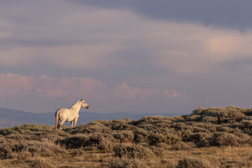 Obraz na płótnie Canvas Majestic Wild Horse in the High desert