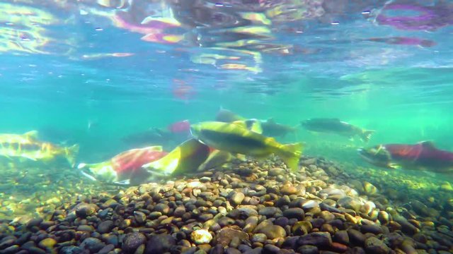 Sockeye salmon (Oncorhynchus nerka), also known as red salmon in spawning in British Columbia, Canada