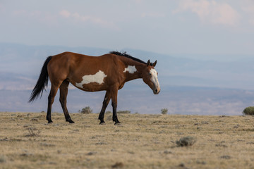 Fototapeta na wymiar Majestic Wild Horse in the High desert