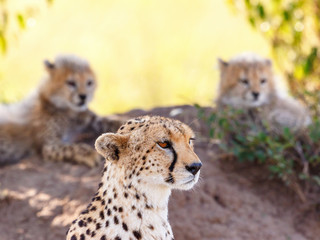 Cheetah with her cubs in the background keeping guard