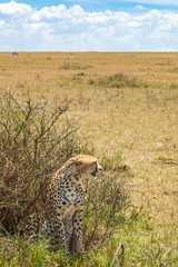 Savanna landscape with a Cheetah