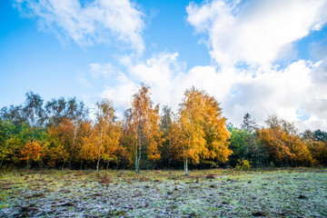 Yellow birch trees in autumn colors in the fall