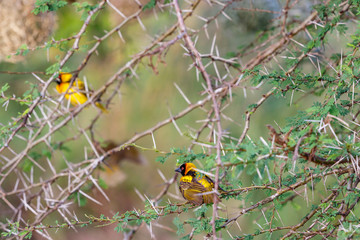 Village weaver male sitting on a branch of a thorn bush