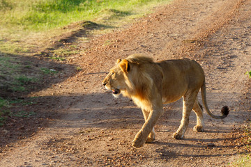 Male lion walking on a gravel road