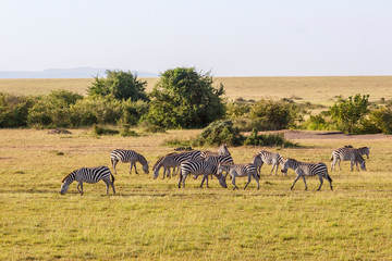 African savannah landscape with a flock of grazing zebras