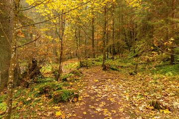 Hiking impression in the Black Forest along the Roetenbach in Autumn, Germany. Magical Autumn Forrest. Colorful Fall Leaves. Romantic Background.