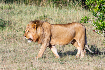 Lion male who goes on the savannah in Africa