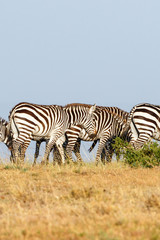 Fototapeta na wymiar Zebras in the Masai Mara National Reserve in Kenya