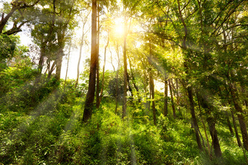 Obraz premium tree in forest with bright sun