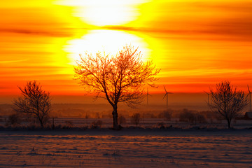 Fototapeta premium Sunrise with silhouette trees and wind turbines in the background in the winter