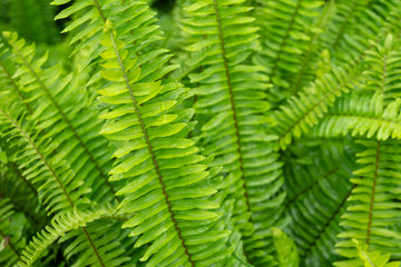 Beautiful fern leaves background (Fishbone Fern)
