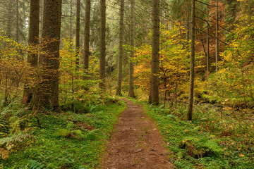 Hiking impression in the Black Forest along the Roetenbach in Autumn, Germany. Magical Autumn Forrest. Colorful Fall Leaves. Romantic Background.