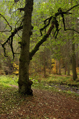 Obraz premium Hiking impression in the Black Forest along the Roetenbach in Autumn, Germany. Magical Autumn Forrest. Colorful Fall Leaves. Romantic Background.