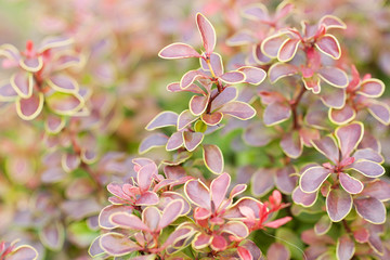 beautiful branches of barberry with bright colored leaves