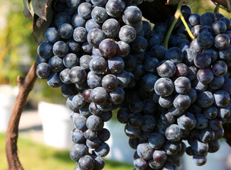 bunches of ripe black grapes in a vineyard