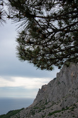 Pine tree and the sky