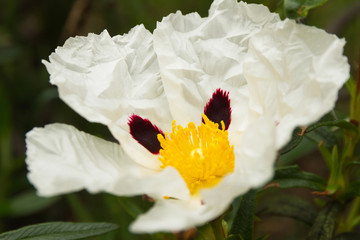 White Flower Rockrose 