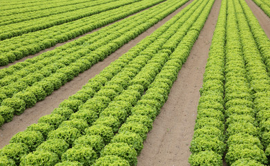 Fototapeta na wymiar many heads of green lettuce