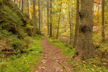 Fototapeta na wymiar Hiking impression in the Black Forest along the Roetenbach in Autumn, Germany. Magical Autumn Forrest. Colorful Fall Leaves. Romantic Background.
