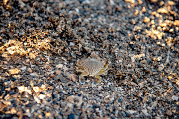 Baby Blue Swimming Crab on the beach