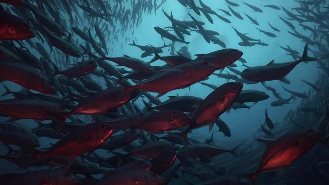 Photographer inside Massive school of bigeye trevally ( Caranx sexfasciatus) 