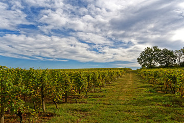 Vignoble