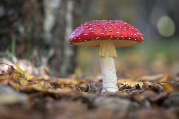 Red amanita mushroom on leaf forest floor