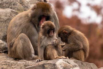 Japanese macaques / Ichikawa city chiba, Japan