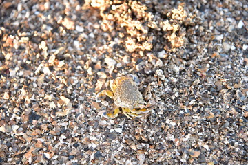 Baby Blue Swimming Crab on the beach