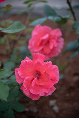 Pretty flowers