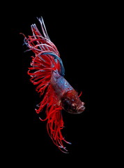 Siamese fighting fish, red fish, black background Betta splendens, Betta Fish, Halfmoon Betta.