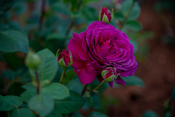 Pretty flowers