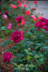Pretty flowers