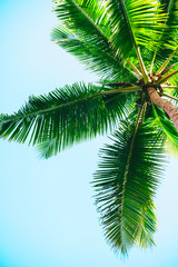 Palm tree against blue sky background.
