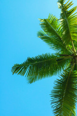 Palm tree leaves.