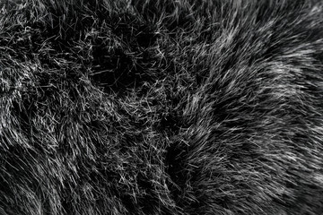 Black and white animal wool texture background, grey natural mink wool, close-up texture of  plush dark fur