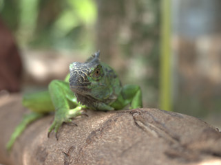 green lizard