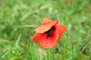 POPPY FLOWER