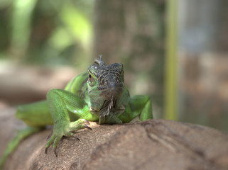 iguana on tree