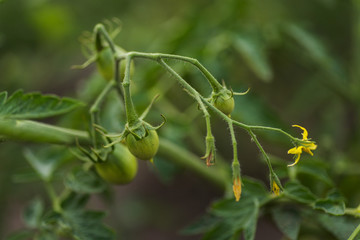 Green not ripe tomato on a bush. Tomato flower close up