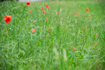POPPY FLOWER