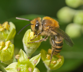 Iv bee (Colletes hederae) on ivy flowers (Hedera helix)