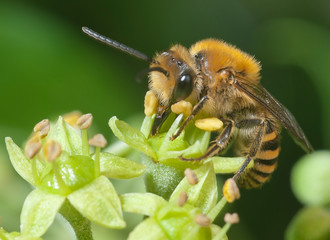 Iv bee (Colletes hederae) on ivy flowers (Hedera helix)