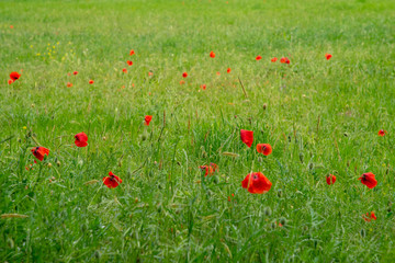 POPPY FLOWER