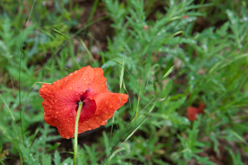 POPPY FLOWER