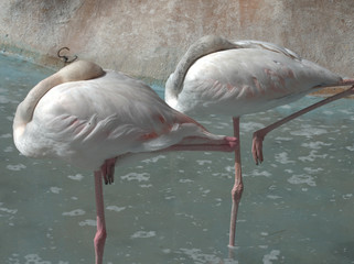  two flamingo in zoo