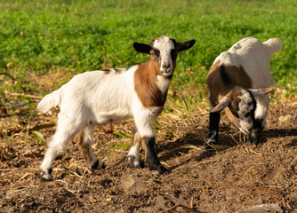 swiss baby goat outside